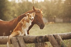 Hund und Pferd eine viel gesehene Kombi